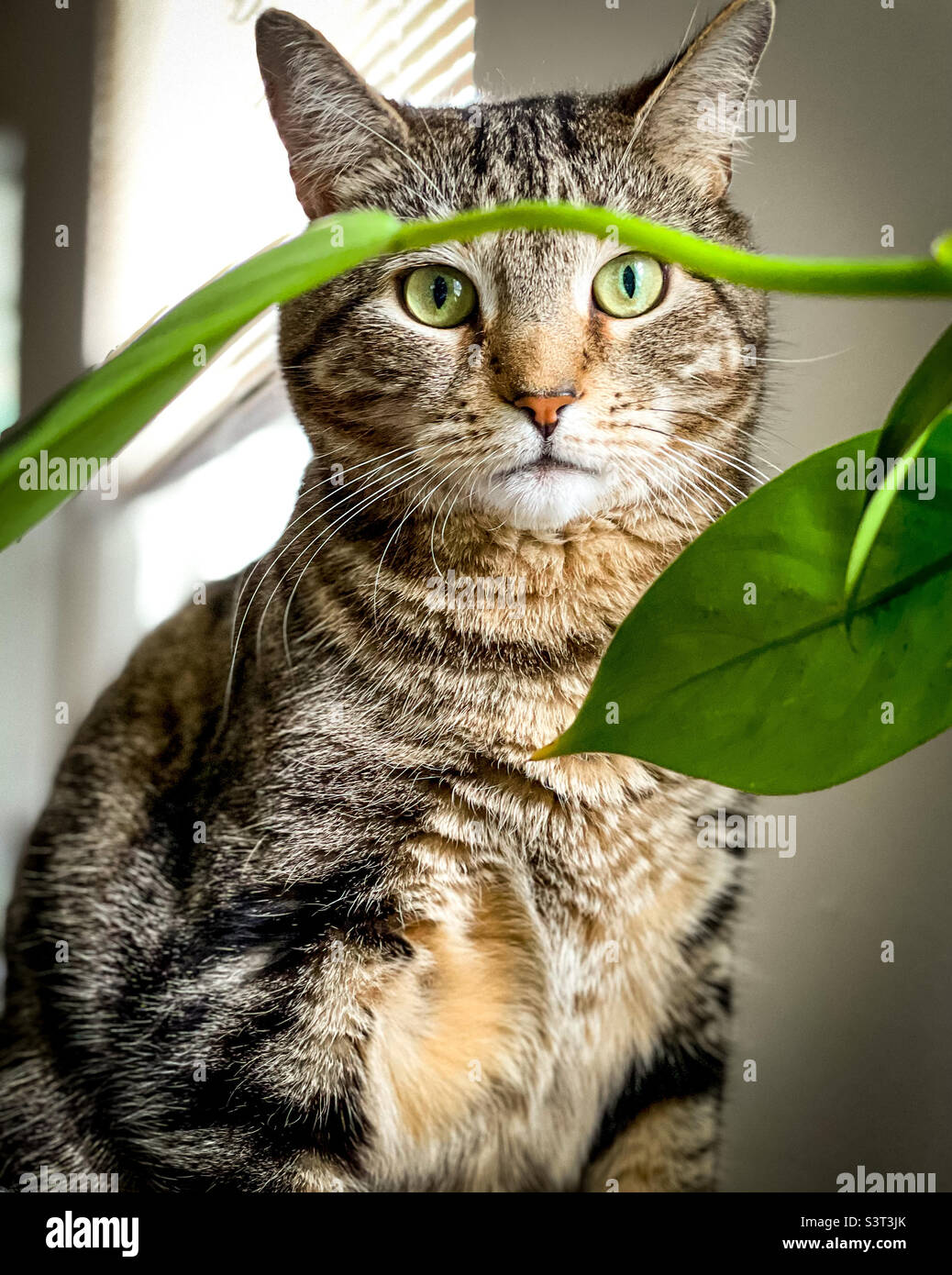 Beautiful cat posing for a picture Stock Photo