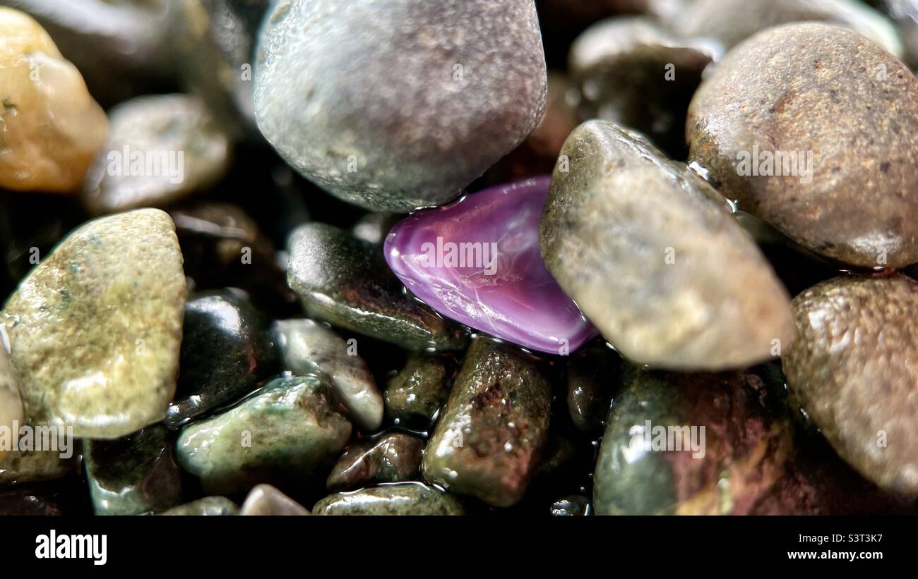 Purple sea shell hi-res stock photography and images - Alamy