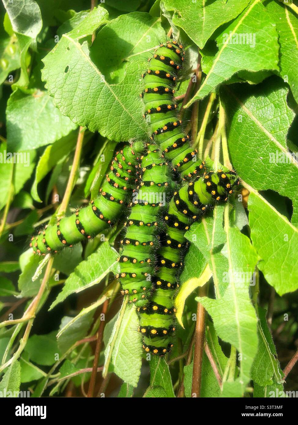 Emperor moth larvae (Saturnia pavonia) feeding on sallow. The only silk moth found throughout the United Kingdom. Stock Photo