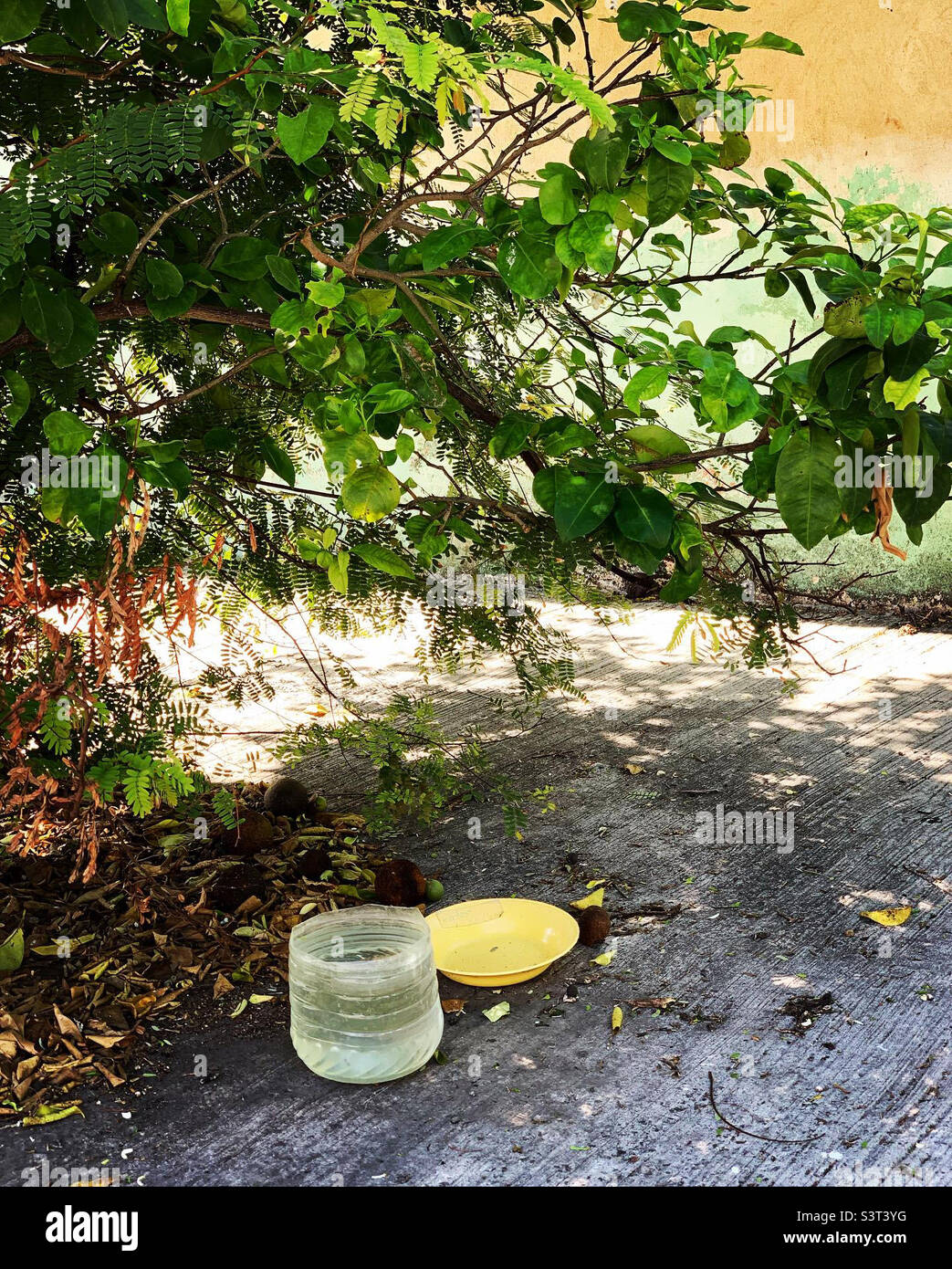 Water for stray cats Stock Photo Alamy