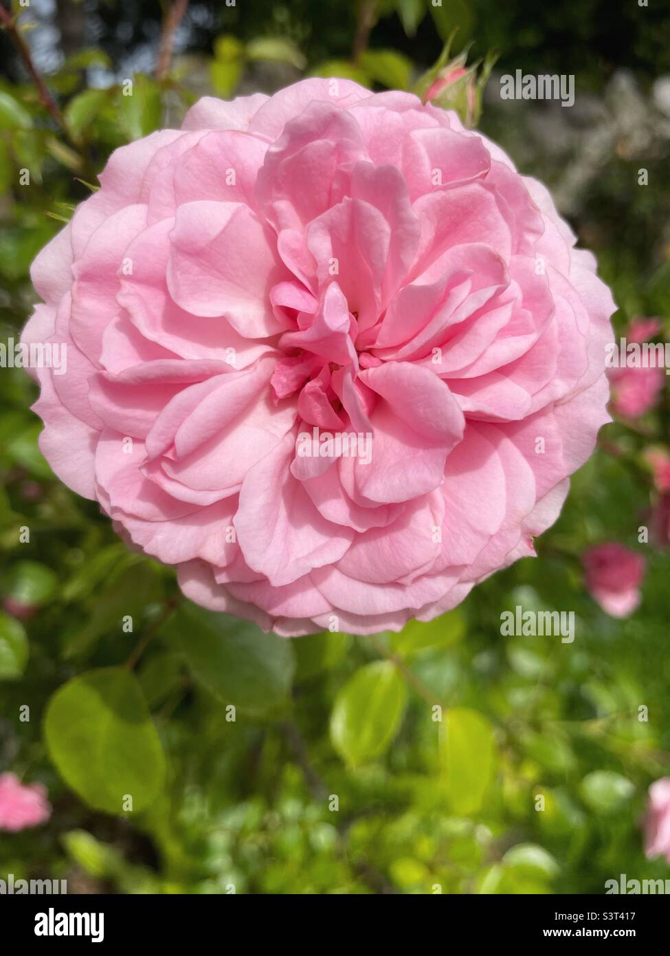 Pink rose in UK garden in full bloom Stock Photo
