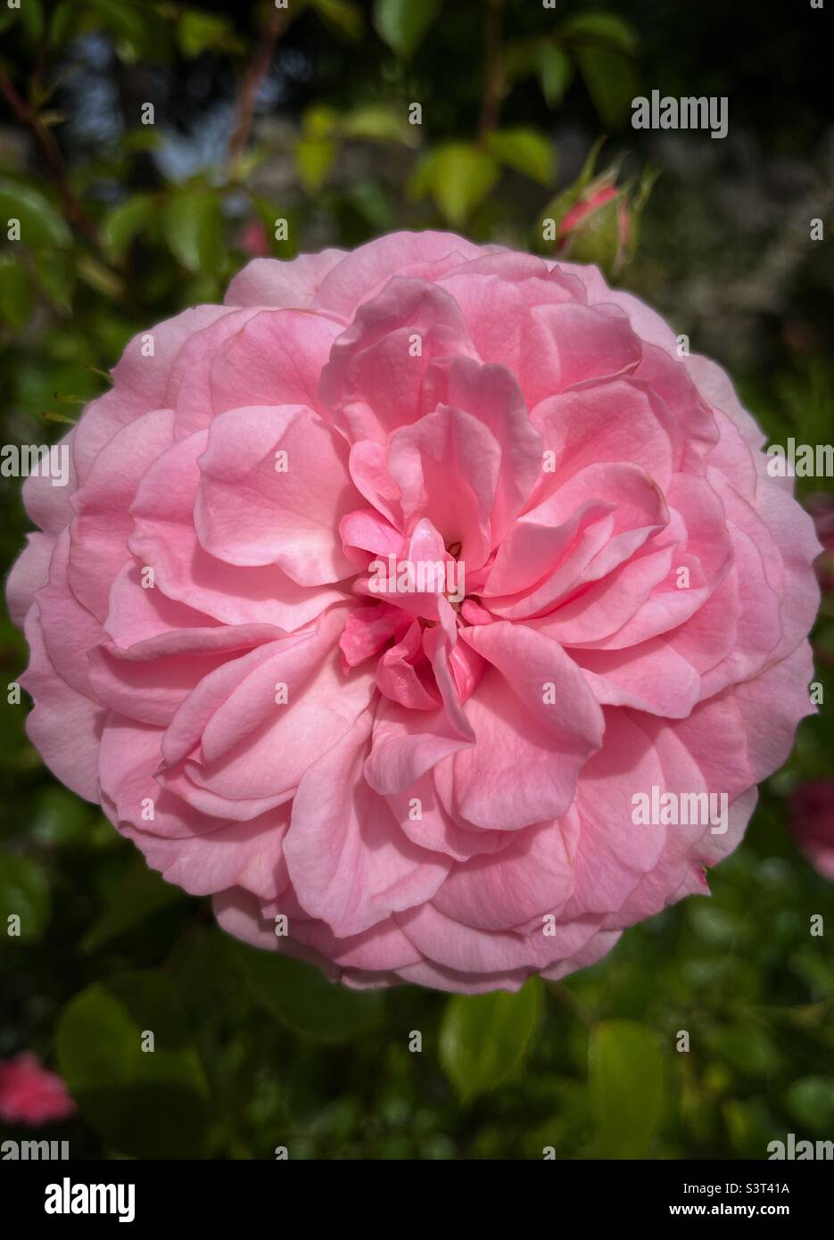 Pink rose in full flower blossoming in June in UK, England - country garden Stock Photo