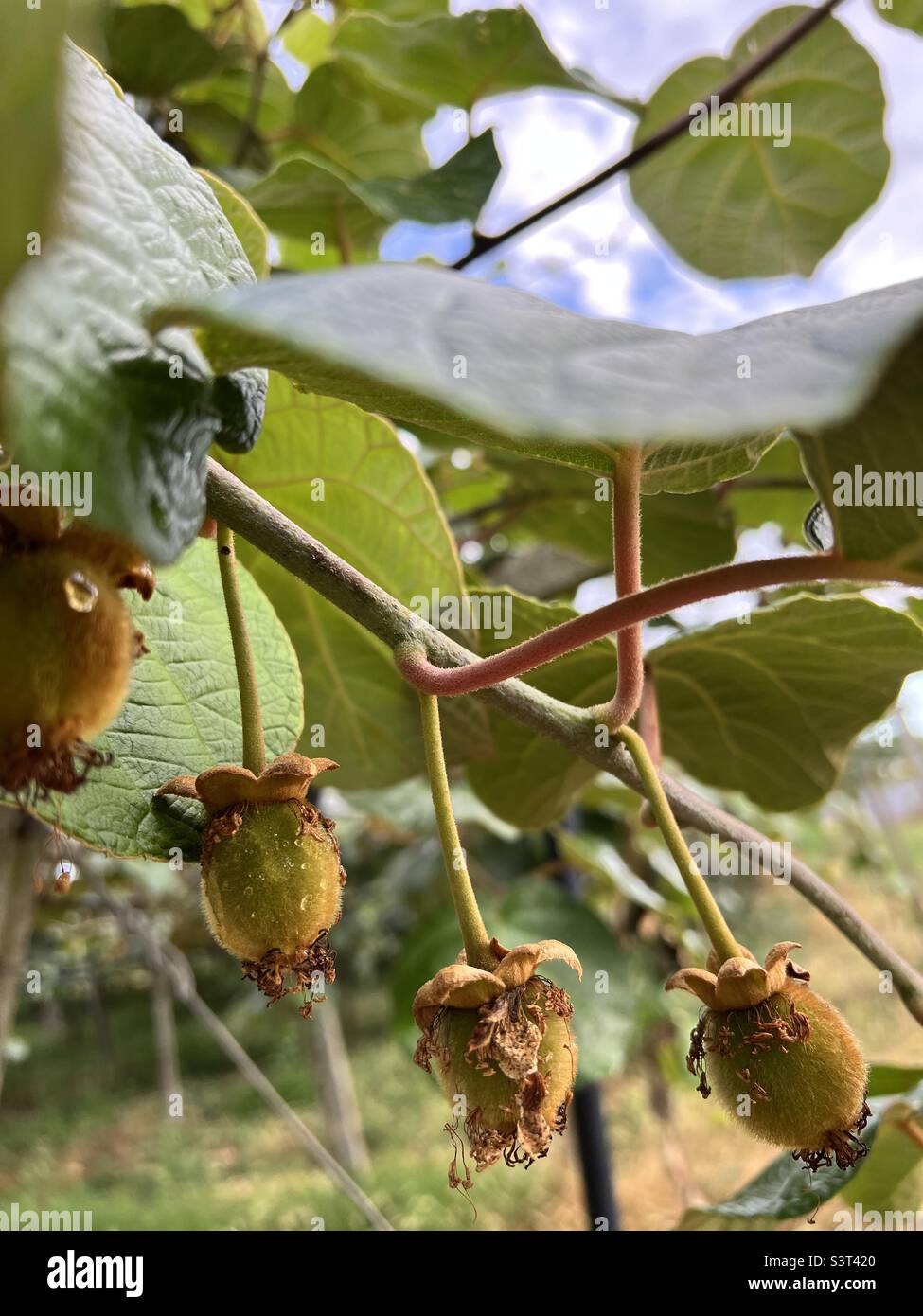 Kiwi nature hi-res stock photography and images - Alamy
