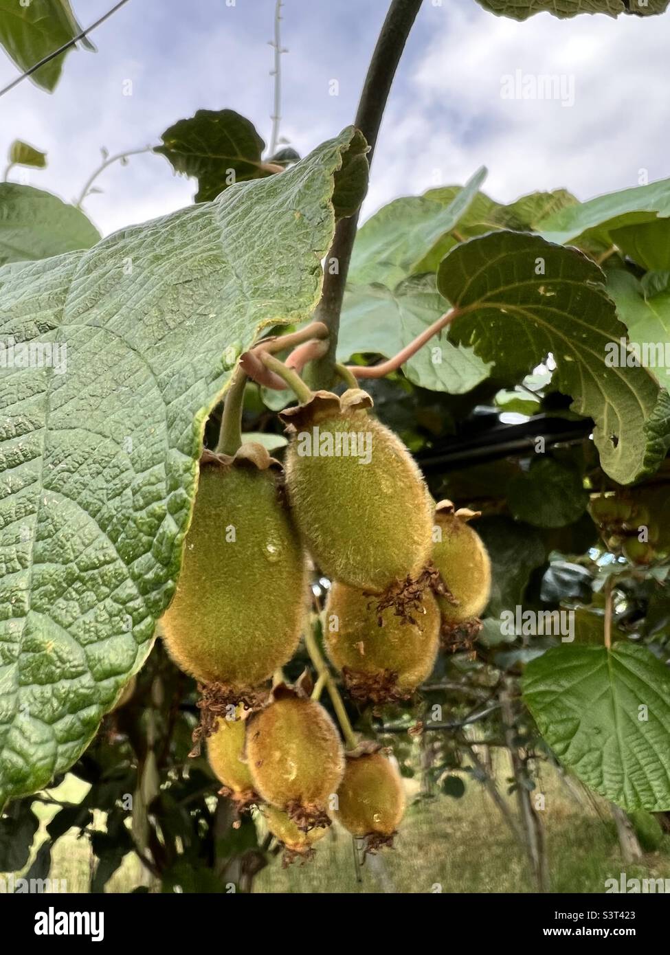 Kiwi nature hi-res stock photography and images - Alamy