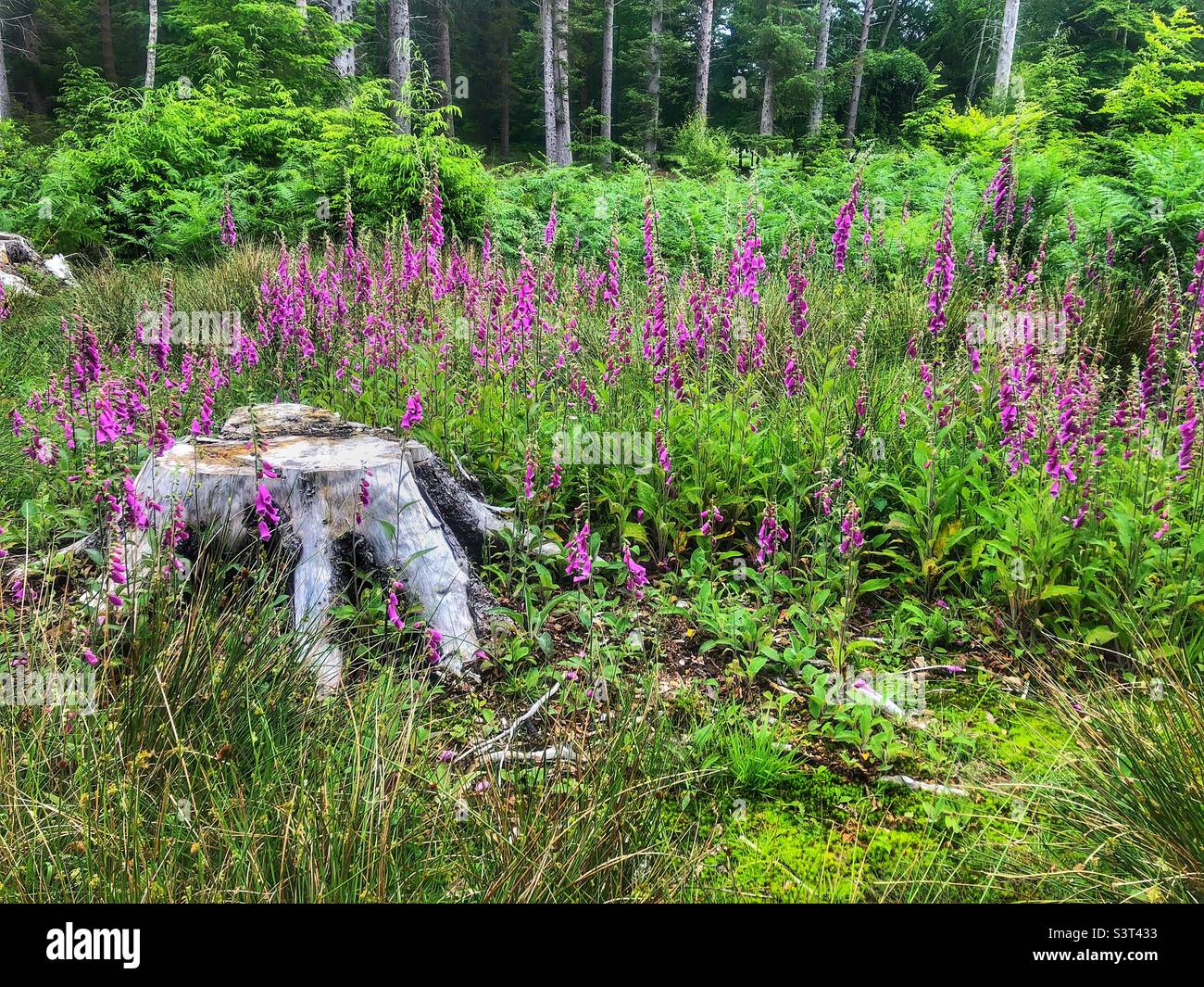 Foxgloves in a forest clearing, Hampshire UK - Smartphone Captured Stock Image