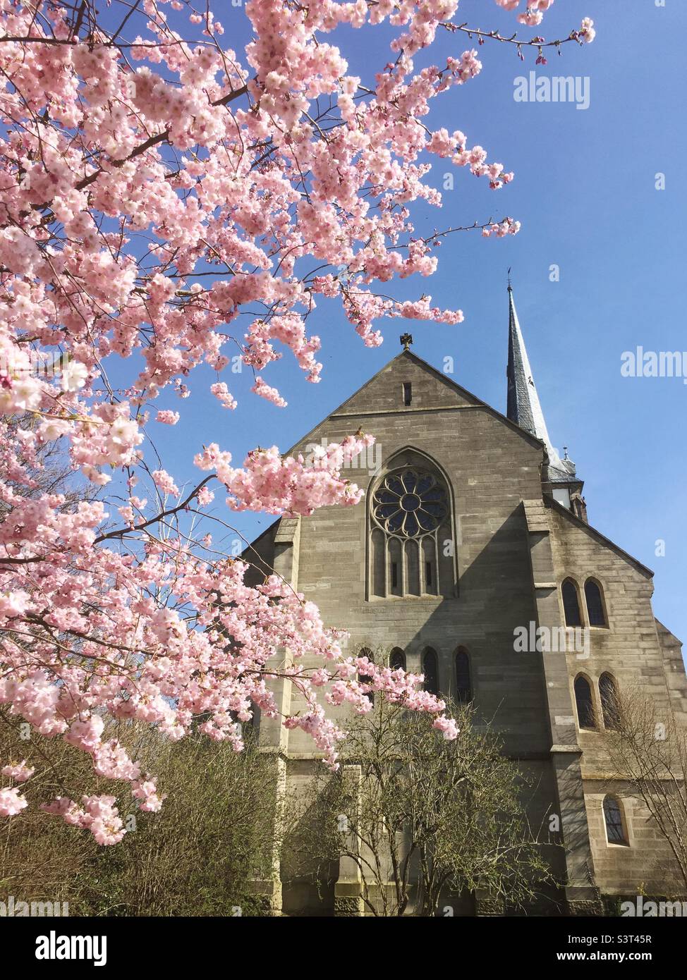 Cherry blossom in front of the Catholic Church in Pfedelbach in Germany - Smartphone Captured Stock Image