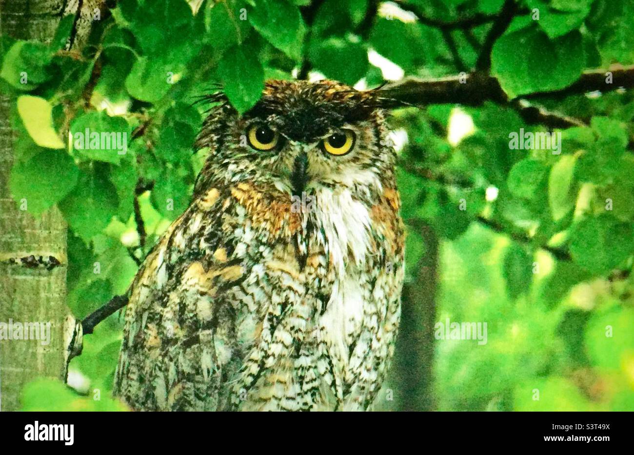 Great Horned Owl, Tiger Owl, Birds of North America Stock Photo
