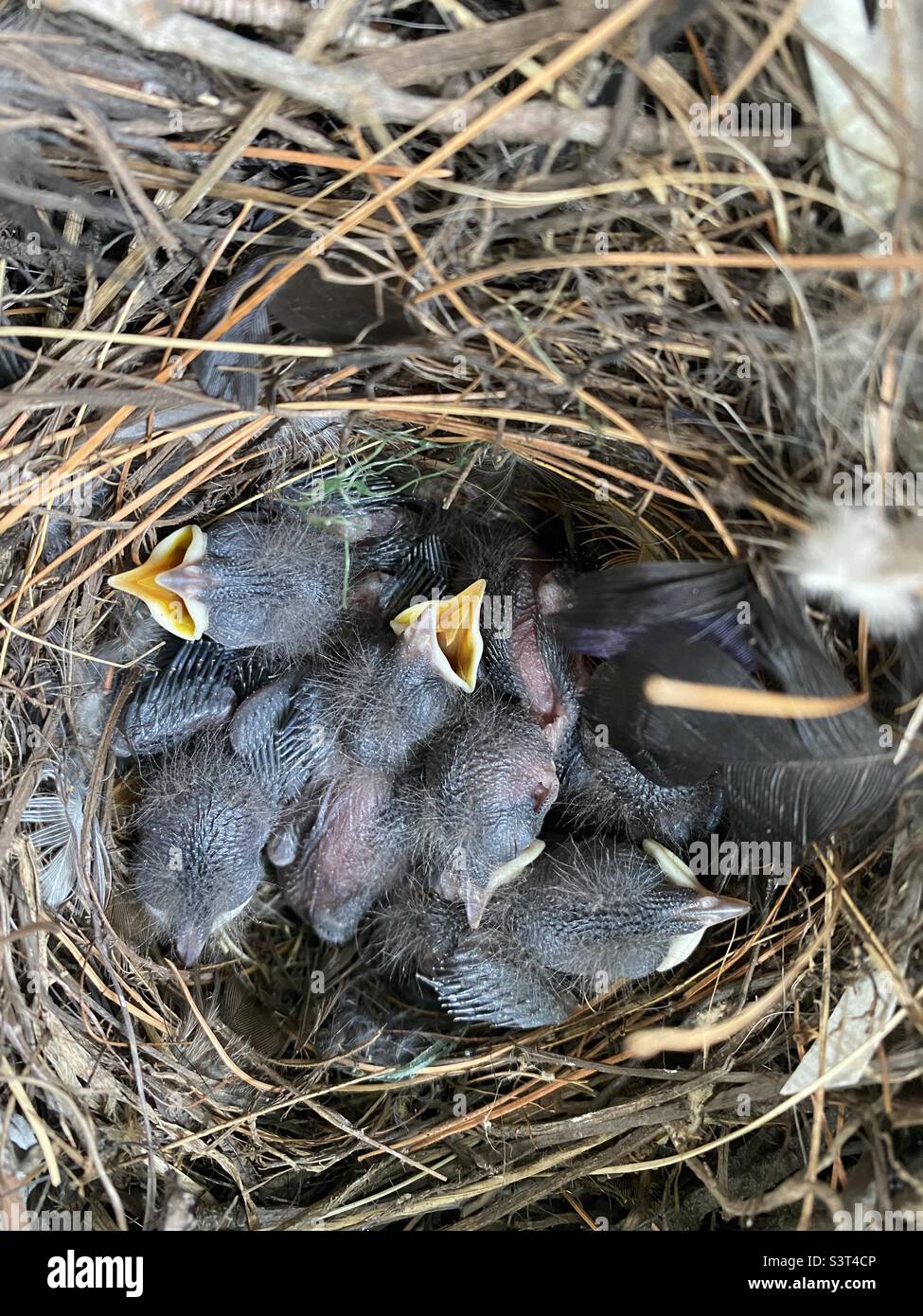 Six  hungry house wren chicks in their nest awaiting their next meal. - Smartphone Captured Stock Image