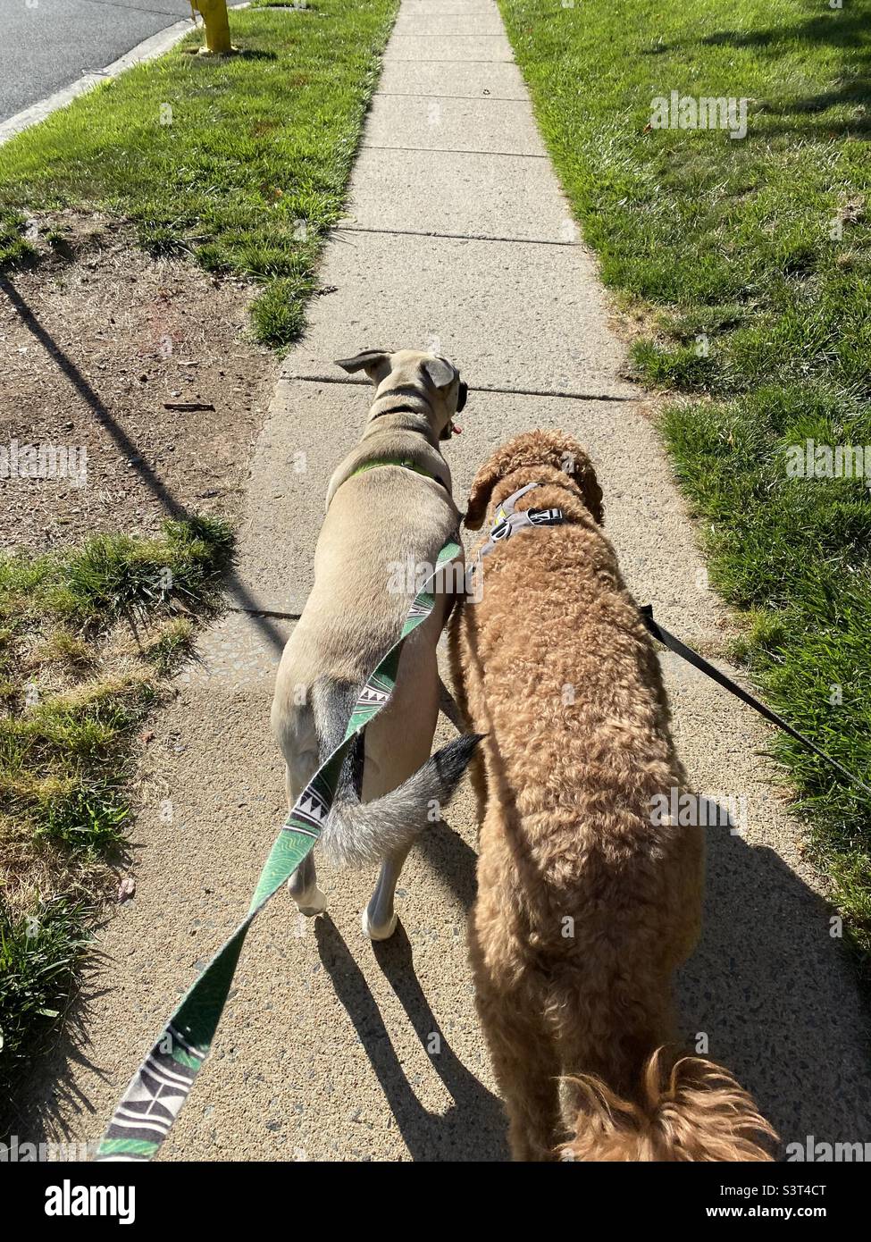Two dogs friends going on a walk in the suburbs. - Smartphone Captured Stock Image
