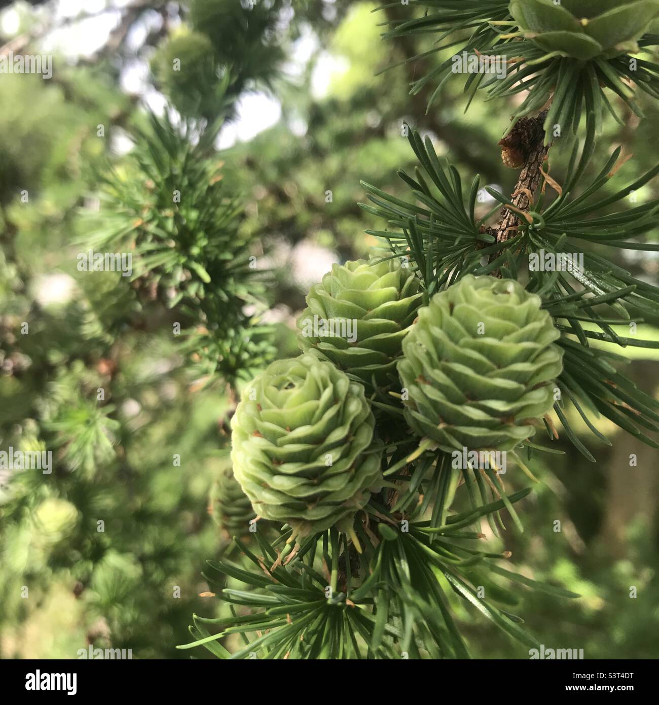 New Pine Cones Stock Photo Alamy