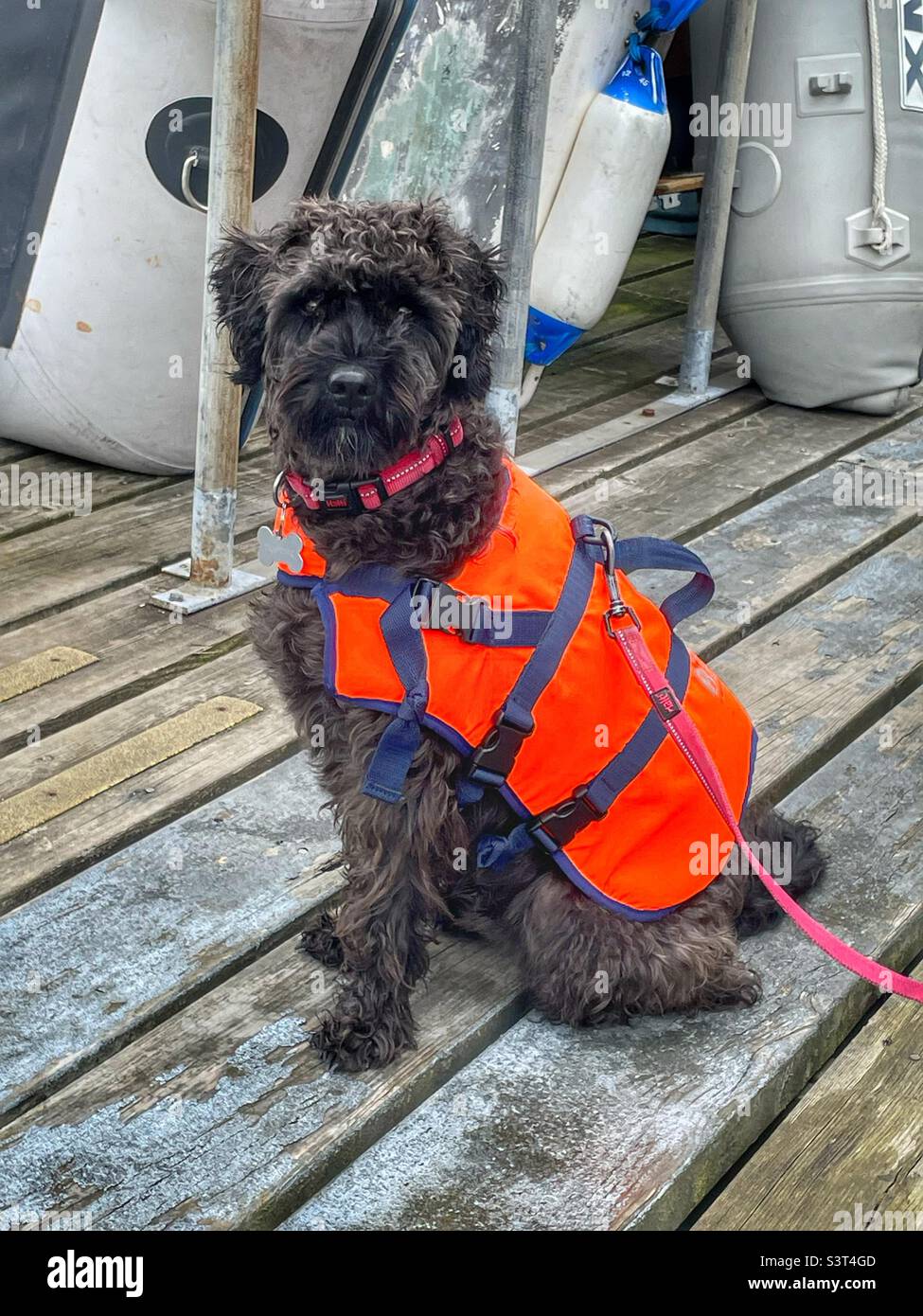 Black dog in Orange Life jacket - Smartphone Captured Stock Image
