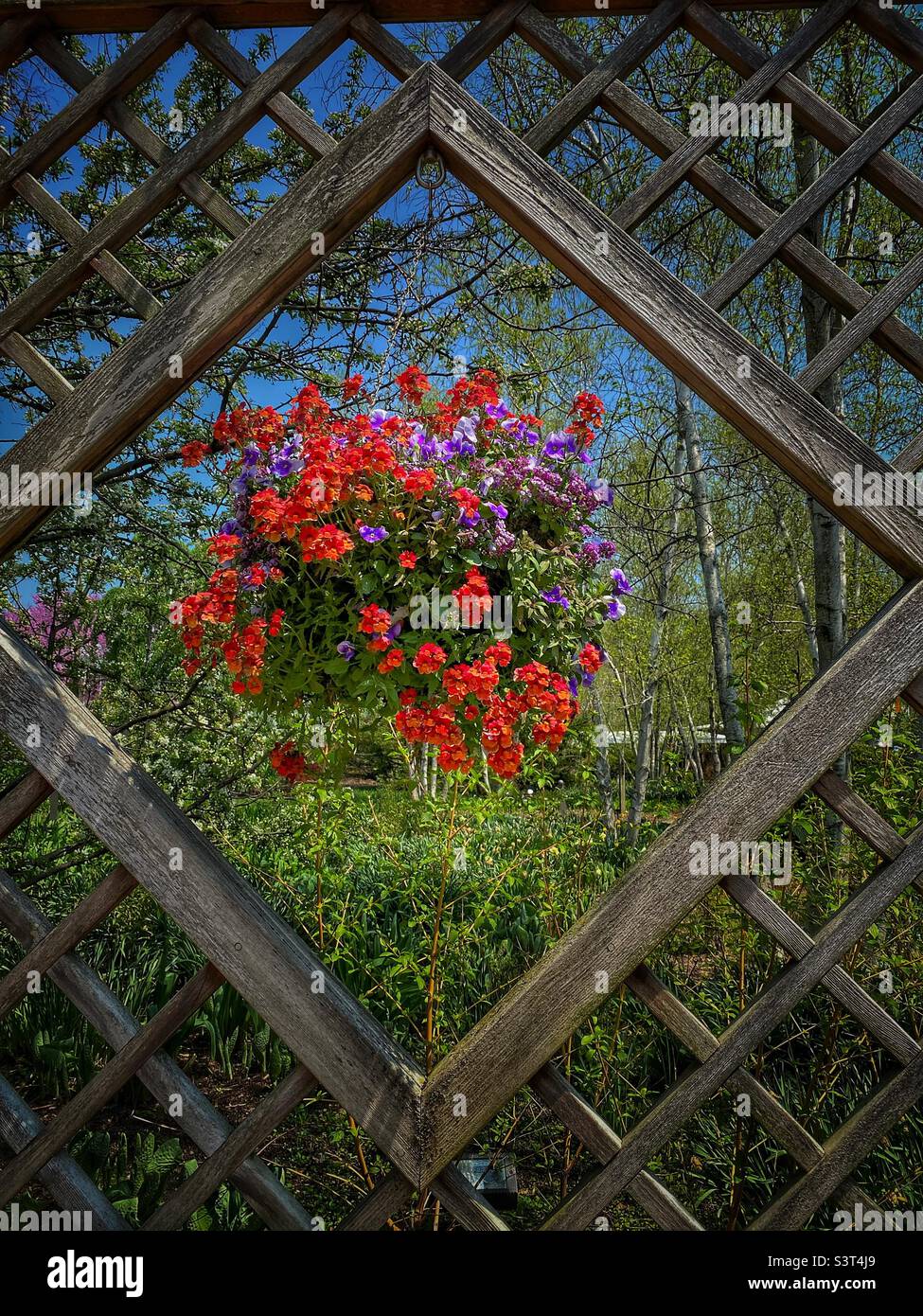 Garden hanging basket hi-res stock photography and images - Alamy