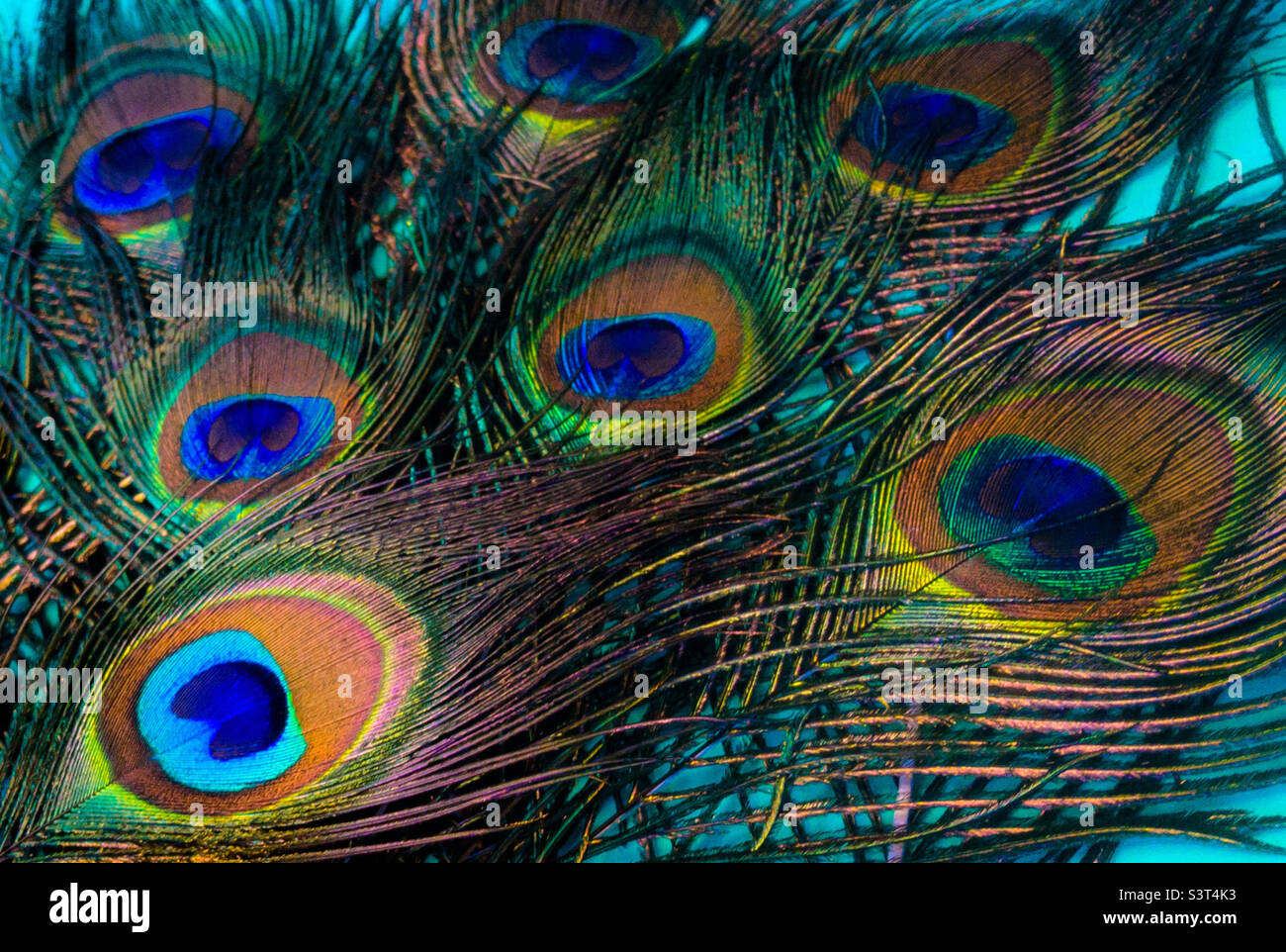 A collection of peacock feather against a turquoise background Stock Photo