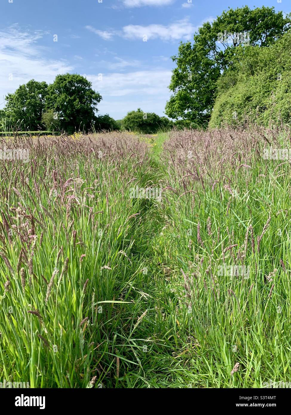 Footpath through field meadow of long grass Stock Photo