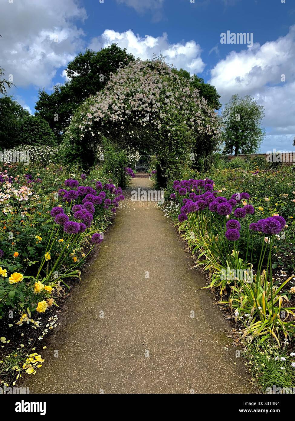 Rose garden Manchester in bloom Stock Photo Alamy