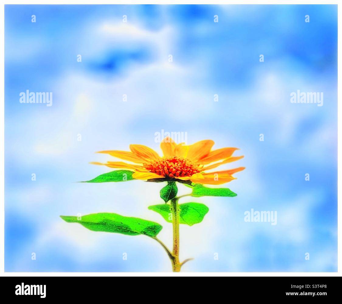 Sunflower and sky Stock Photo