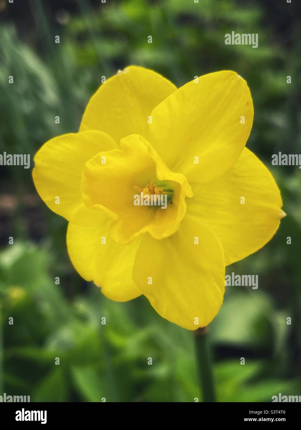 Bright yellow daffodil in the spring garden. - Smartphone Captured Stock Image
