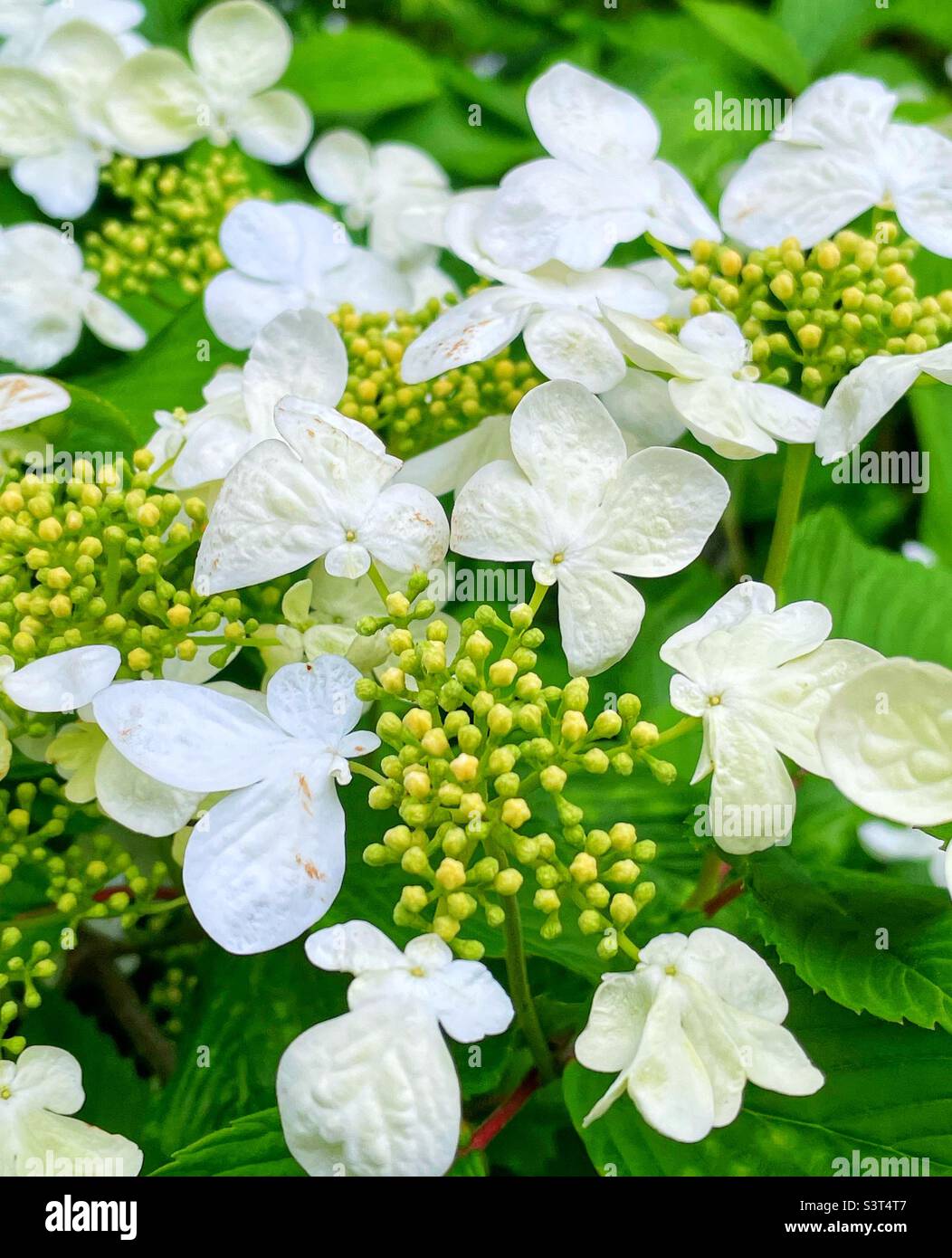 Flowers of a spring flowering Doublefile Viburnum shrub. - Smartphone Captured Stock Image