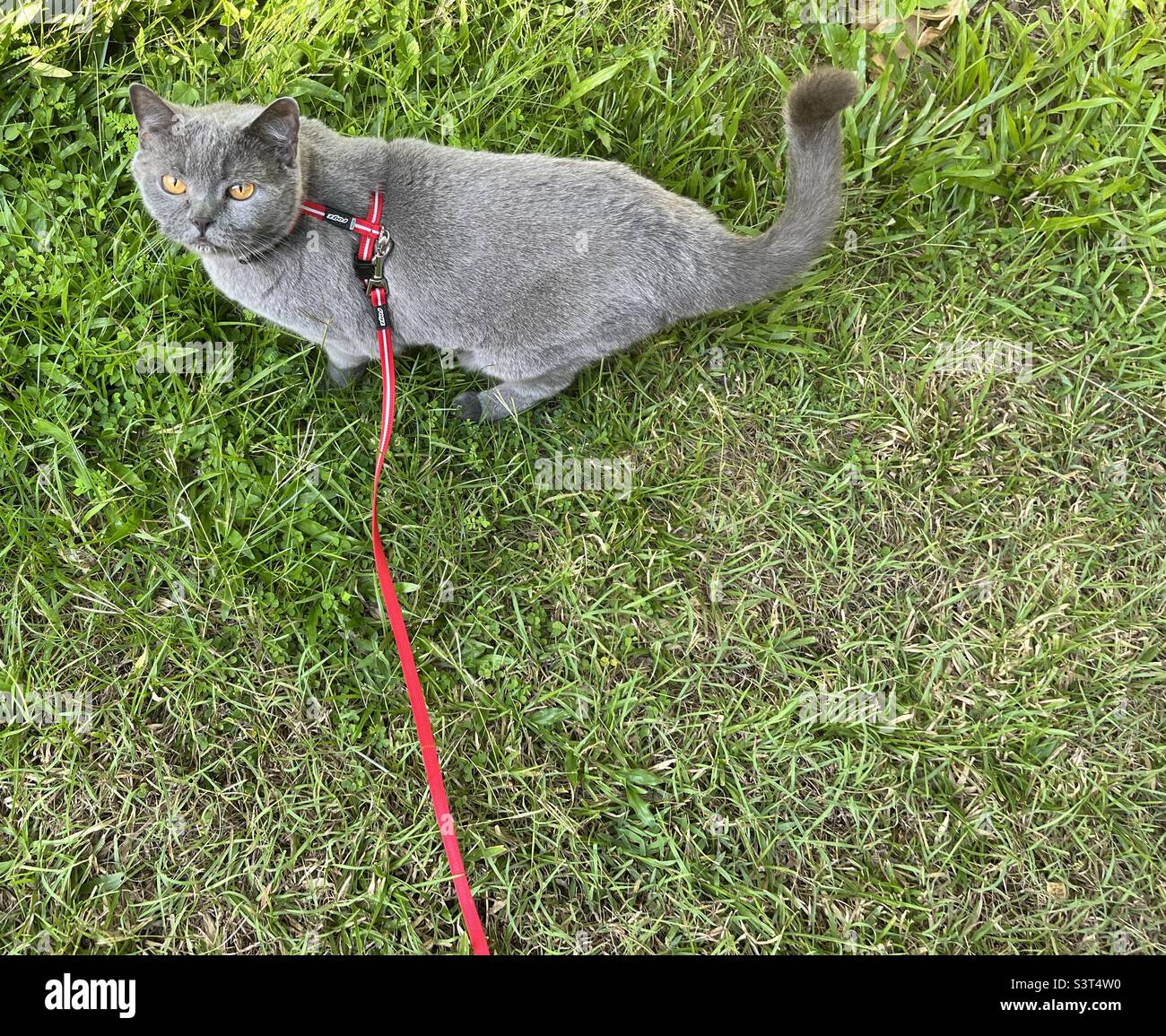 Cat on a leash outdoor Stock Photo