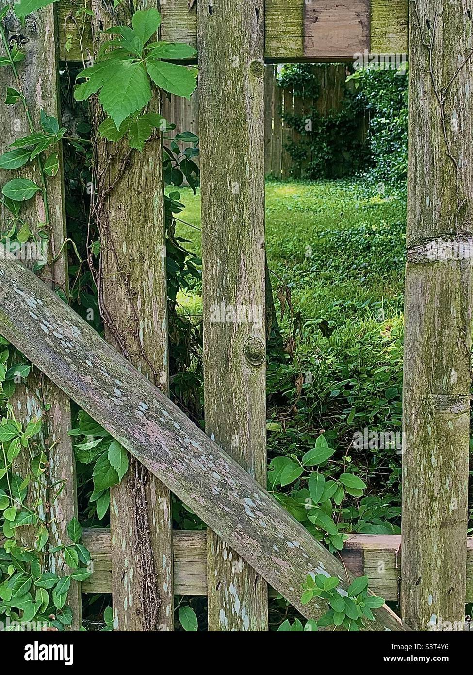 Beautiful natural composition of lush green nature and broken wooden fence Stock Photo