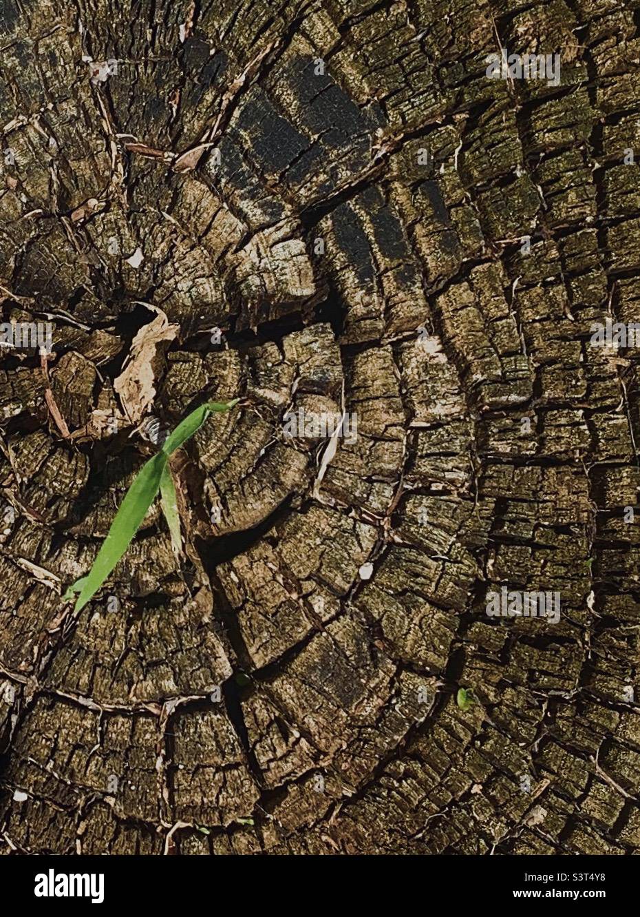 Closeup tree stump shows age rings, blade of grass growing from center - Smartphone Captured Stock Image