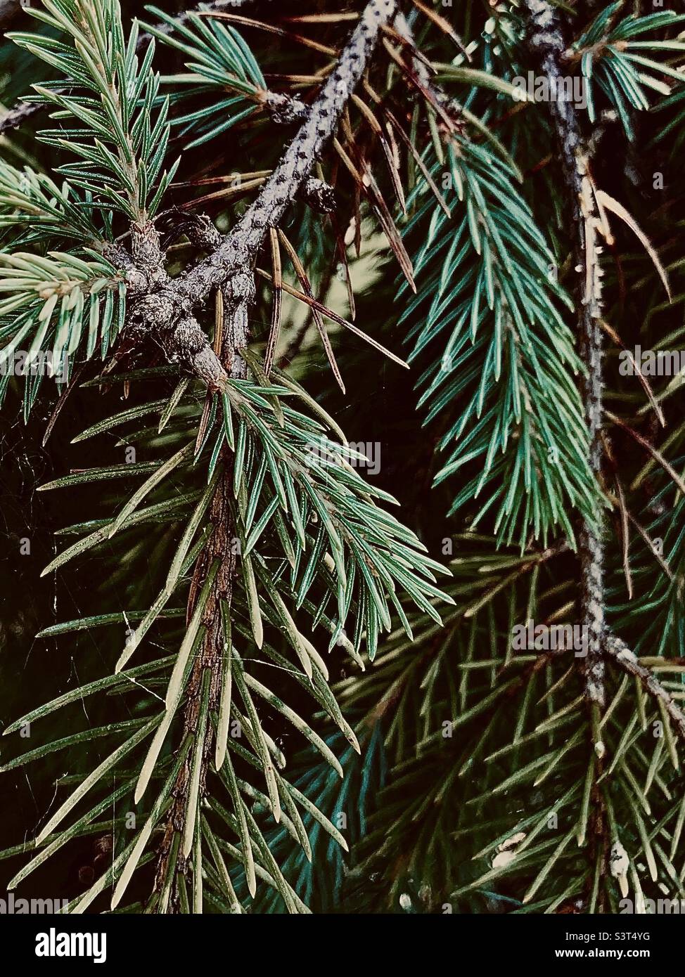 Closeup pine needles on branch of conifer tree - Smartphone Captured Stock Image