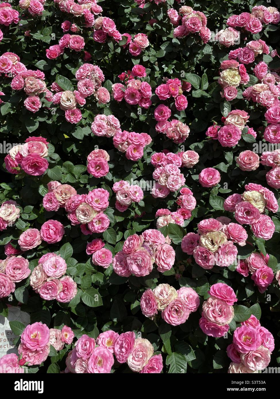 Wall of roses Stock Photo