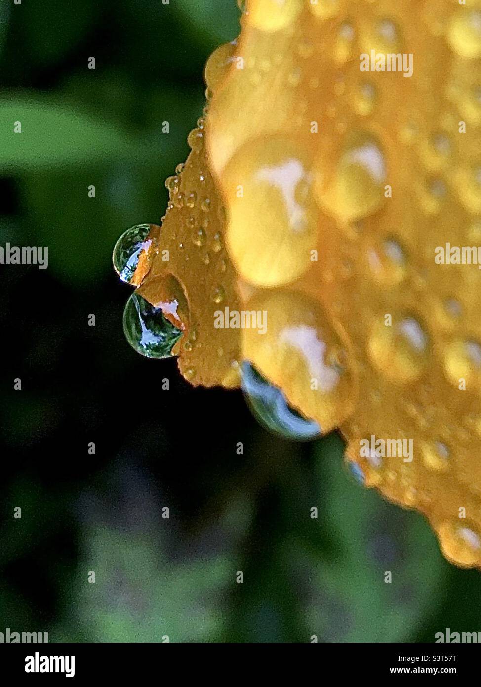 Golden, yellow, raindrops, vibration, vibrancy , garden flower, beautiful Stock Photo