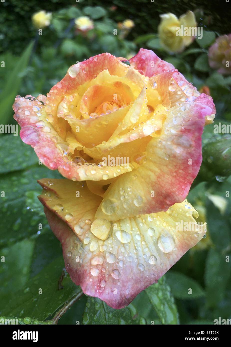 Golden, yellow, raindrops, vibration, vibrancy , garden flower, beautiful , rose, pink Stock Photo