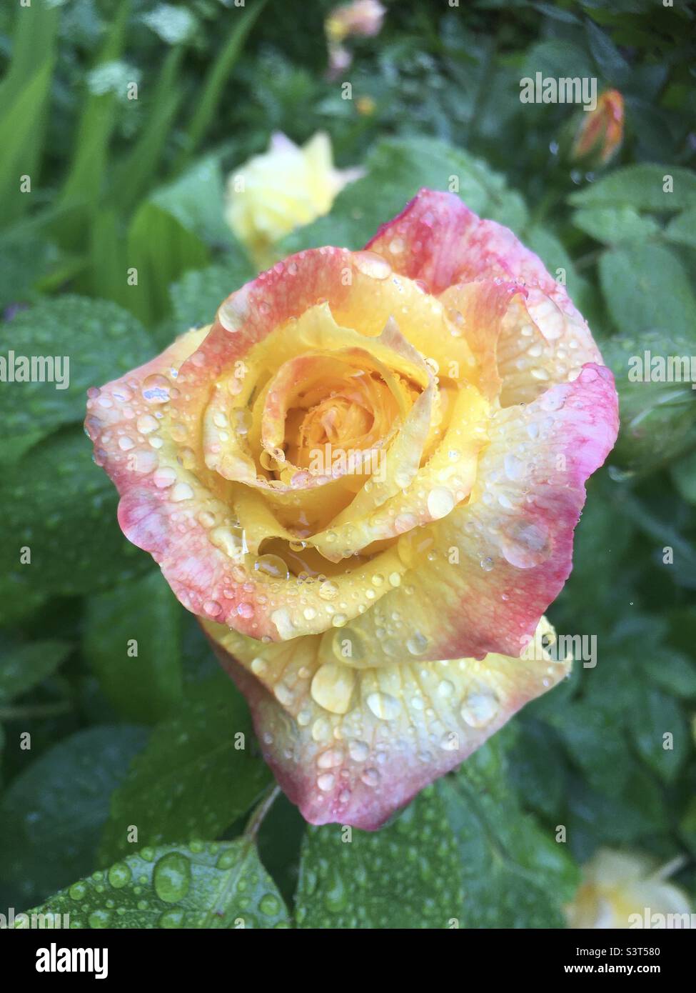 Golden, yellow, raindrops, vibration, vibrancy , garden flower, beautiful , rose, pink Stock Photo