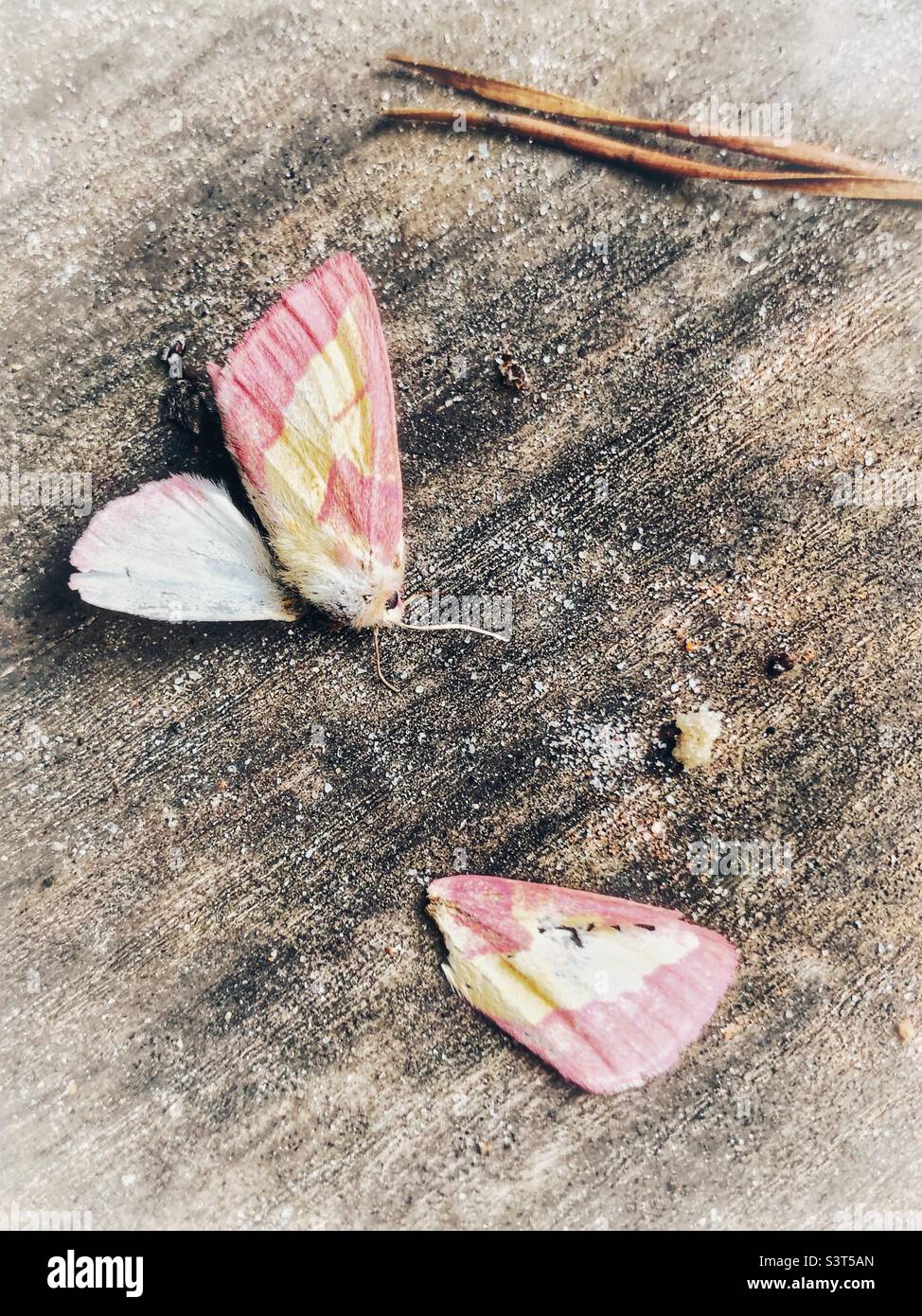 Deceased and de-winged Rosy Maple Moth Stock Photo