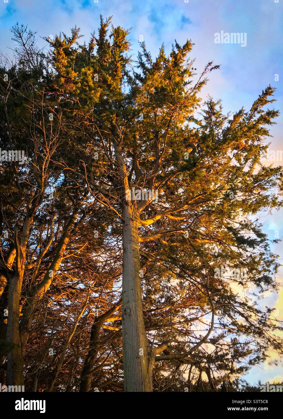 View looking up at sun dappled pine trees with blue sky in background. - Smartphone Captured Stock Image