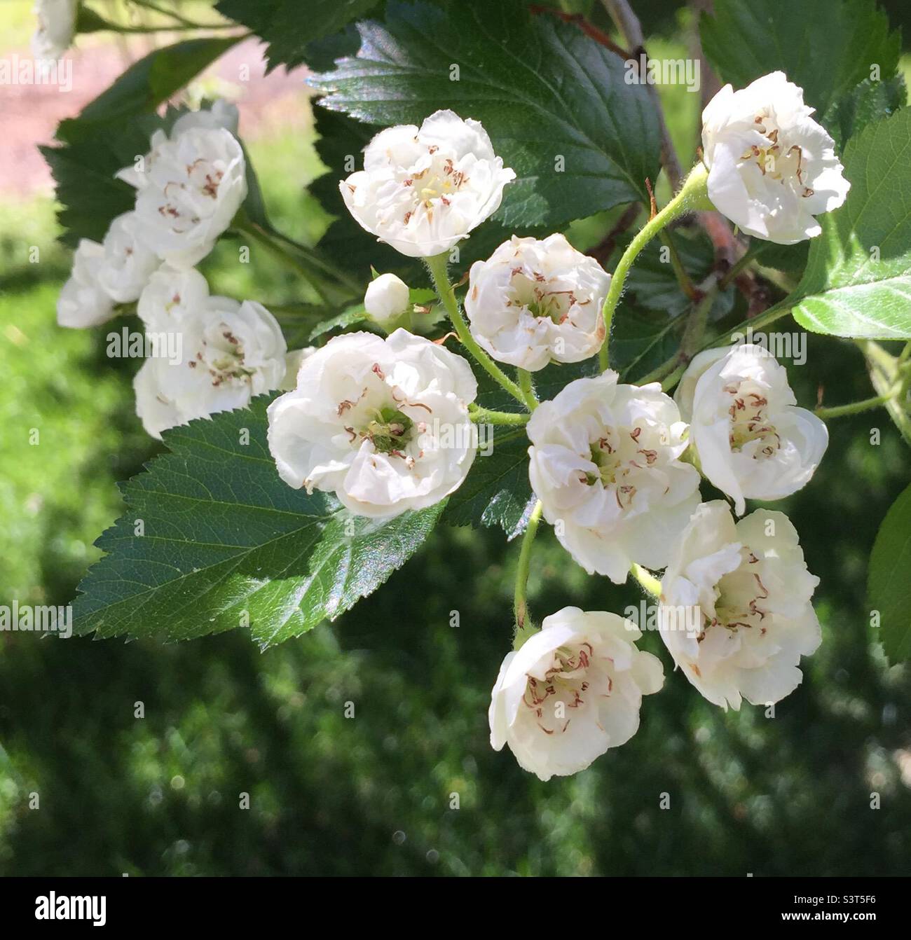 Snowflake Hawthorn tree flowers Stock Photo