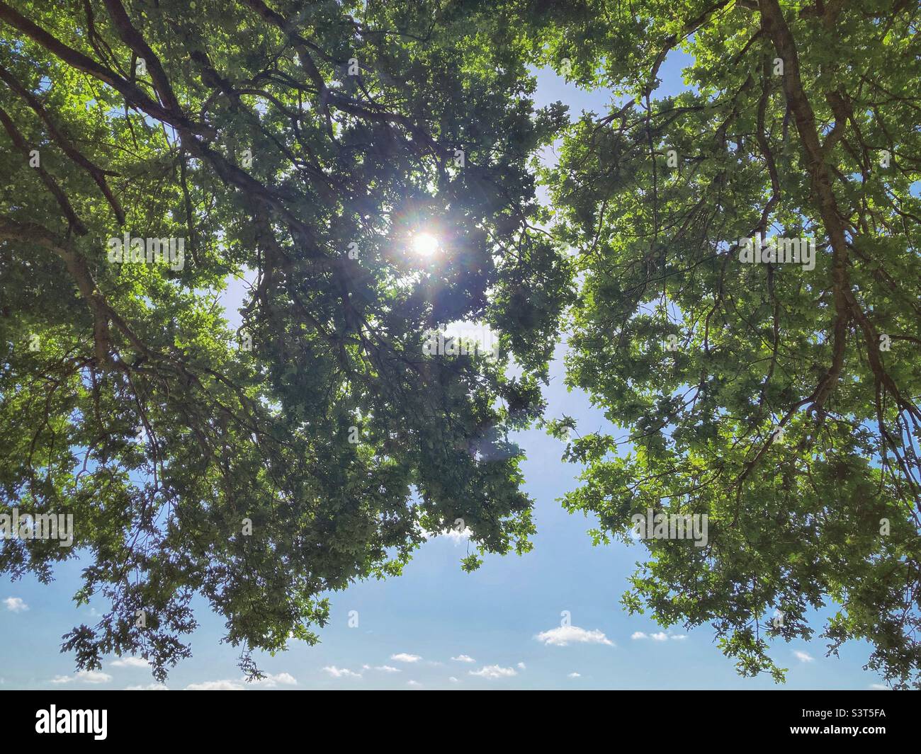 Sunlight through the leaves of a large oak tree. - Smartphone Captured Stock Image