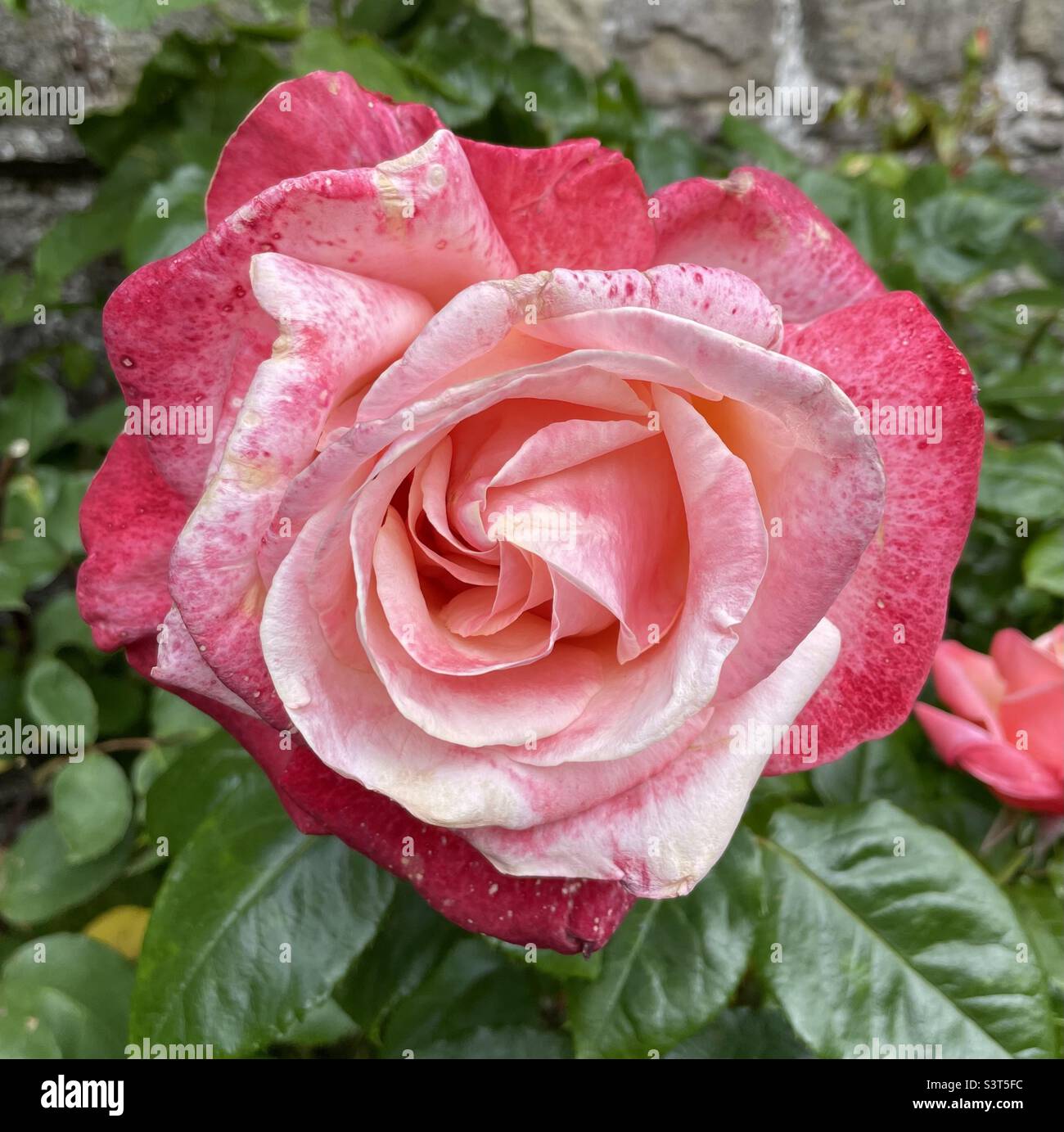 Ombré rose Stock Photo