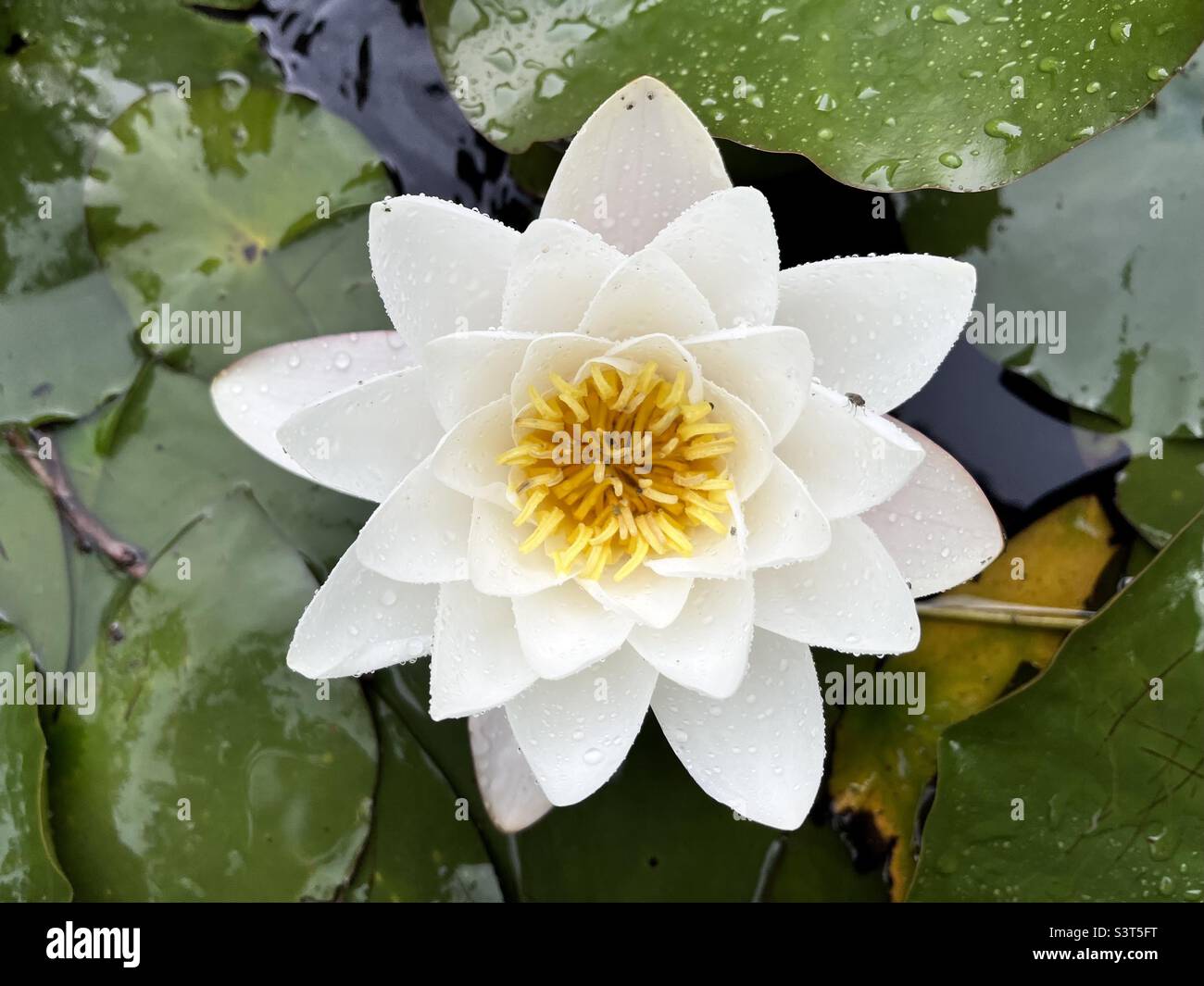 Top view of European White Water Lily Nymphaea alba or White Nenuphar in natural habitat - Smartphone Captured Stock Image