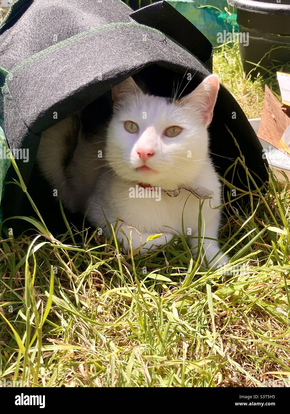 Cat in a bag Stock Photo Alamy