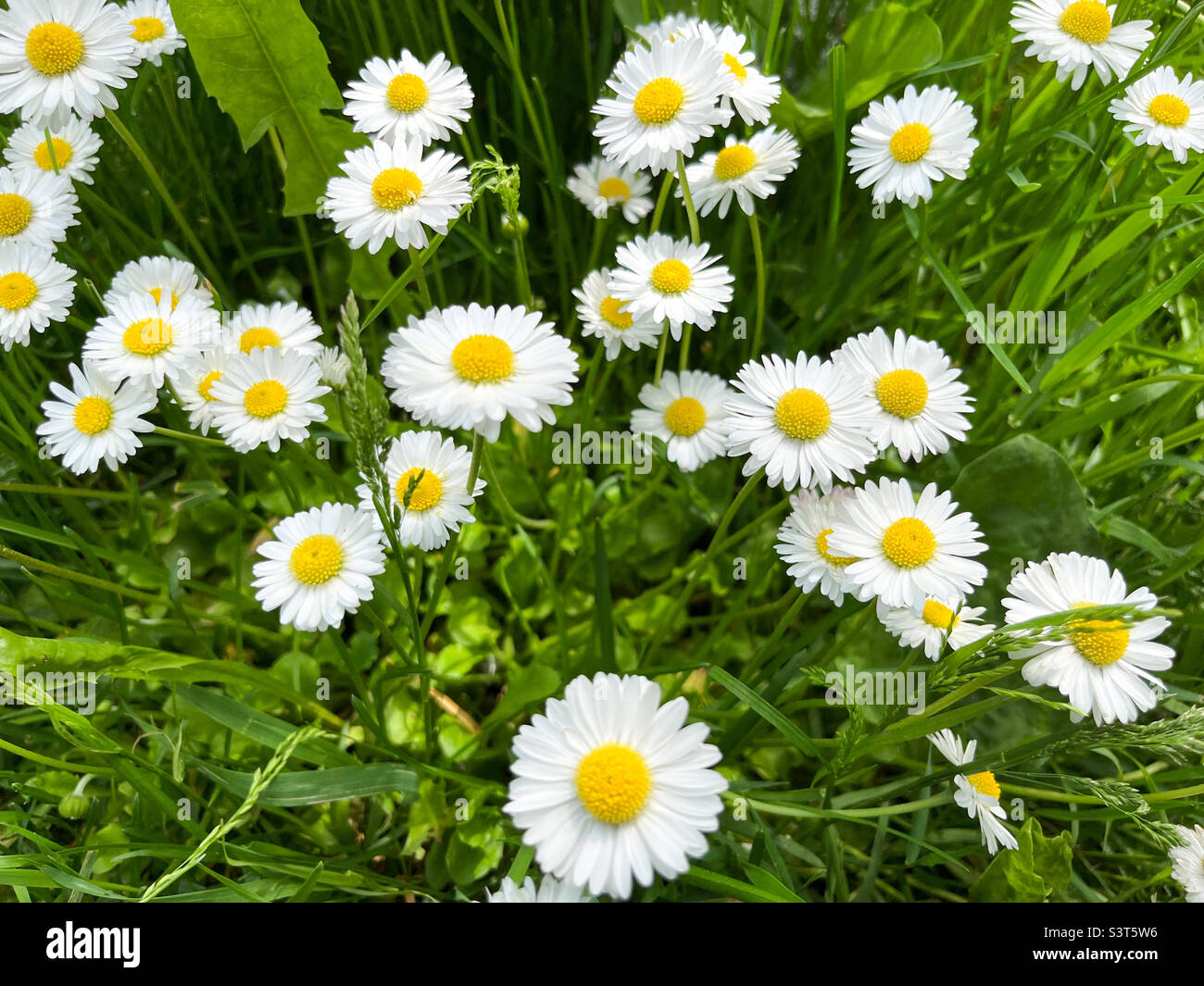 Chamomilla Matricaria is a genius of perennial flowering plants in the Asteraceae family.  Chamomile pharmacy Matricaria chamomilla and syn Stock Photo