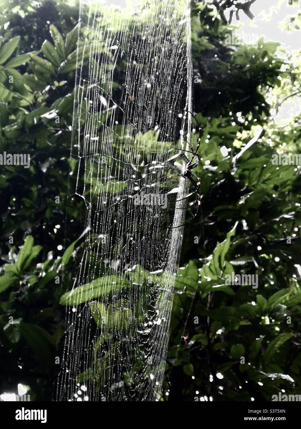 A northern golden orb weaver spinning his web in the forest on Lamma island in Hong Kong. - Smartphone Captured Stock Image