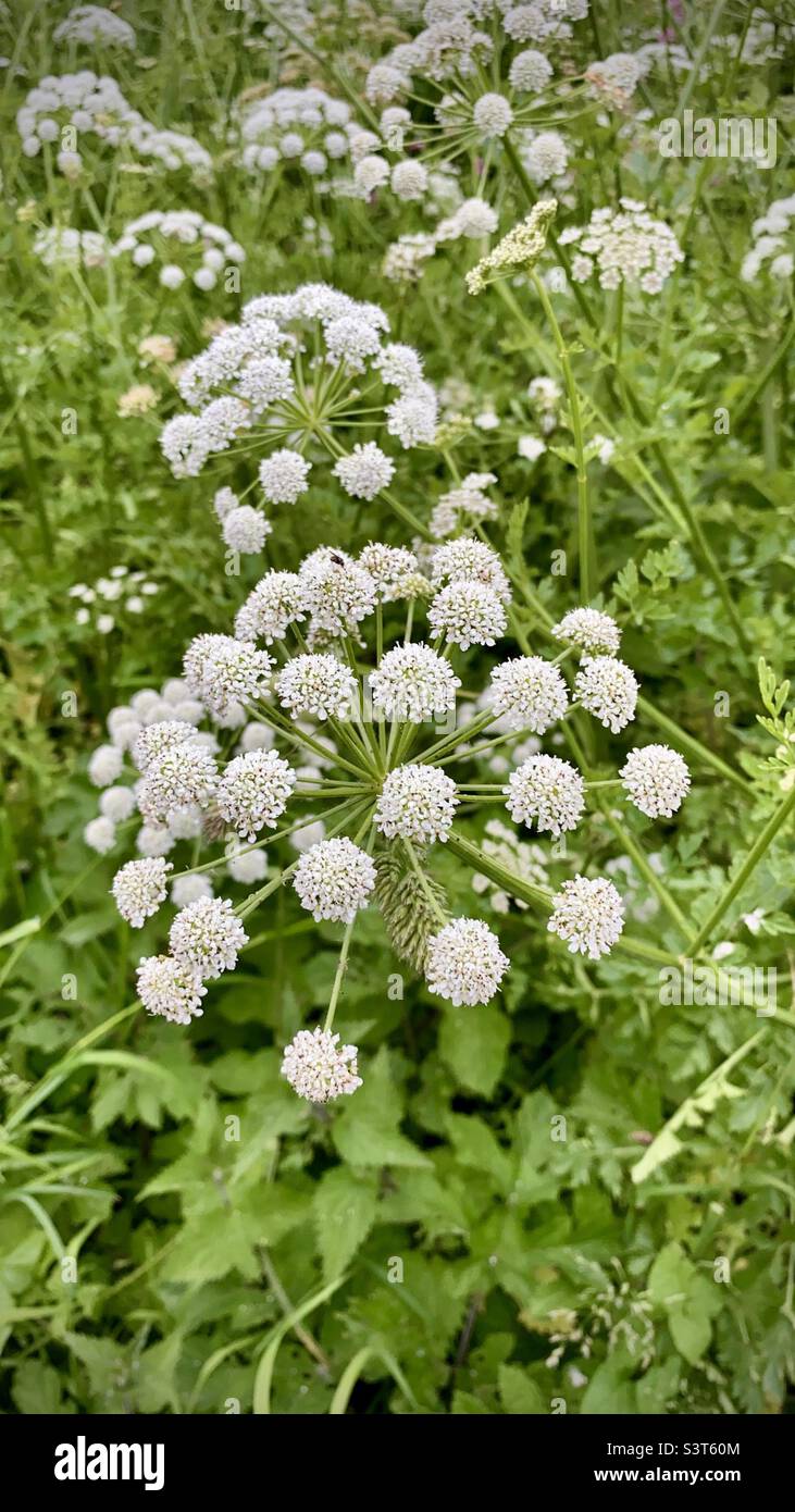 Hemlock waterdropwort (Oenanthe crocata) The most poisonous plant in