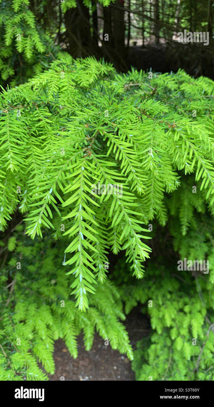 Hemlock, western (Tsuga heterophylla) Dense and graceful, the western hemlock is a handsome tree with drooping branches of soft needles. Introduced in the 1800s. Stock Photo