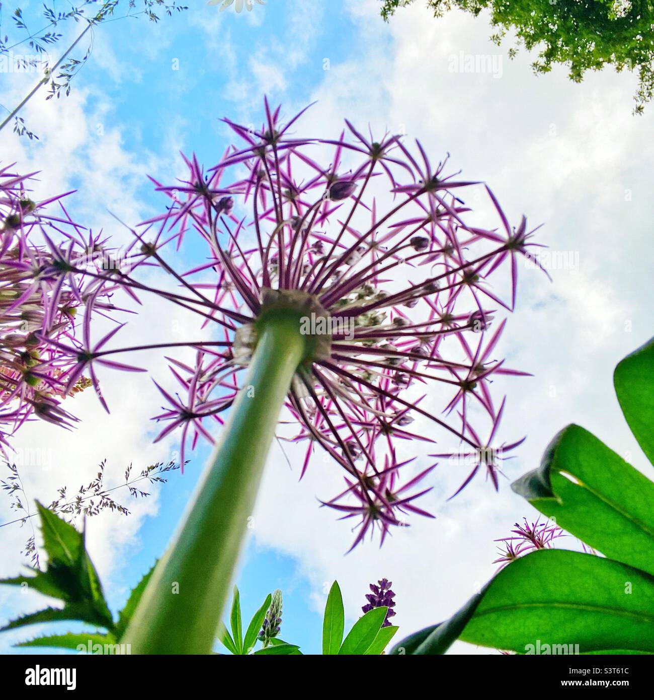 A photograph of an alium from underneath. Worm’s eye view in a garden! - Smartphone Captured Stock Image