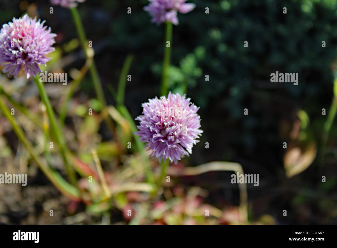 Flower Reverve Flowers at a nature reserve Stock Photo - Alamy