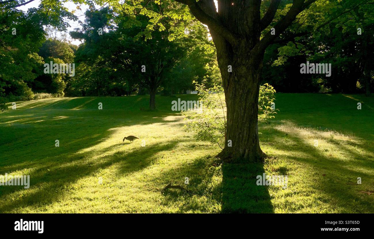 Lovely park with tame wildlife. Play of light and shadow in lush surroundings. No people. A Canada Goose wandering. Perfect setting for meditation, contemplation, shin-rin yoku. Stock Photo