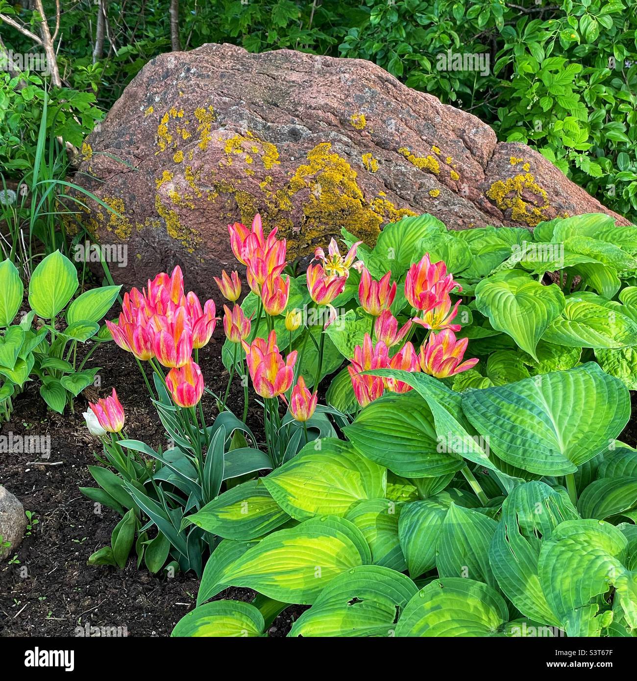 Tulips growing in a garden among the hosta plants. - Smartphone Captured Stock Image