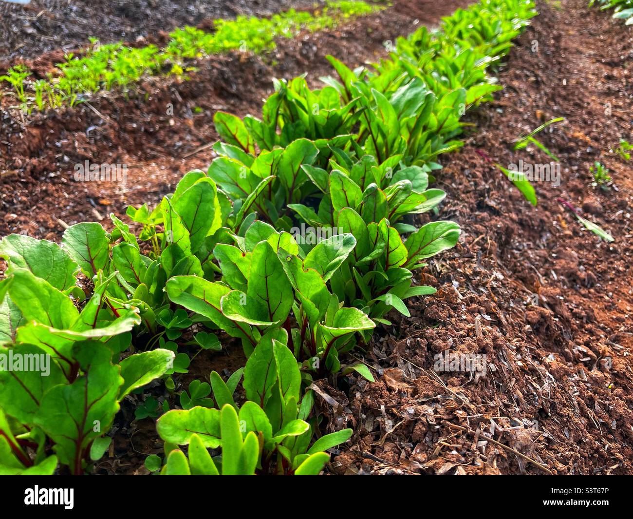 A crowded row of beet greens in the garden. - Smartphone Captured Stock Image