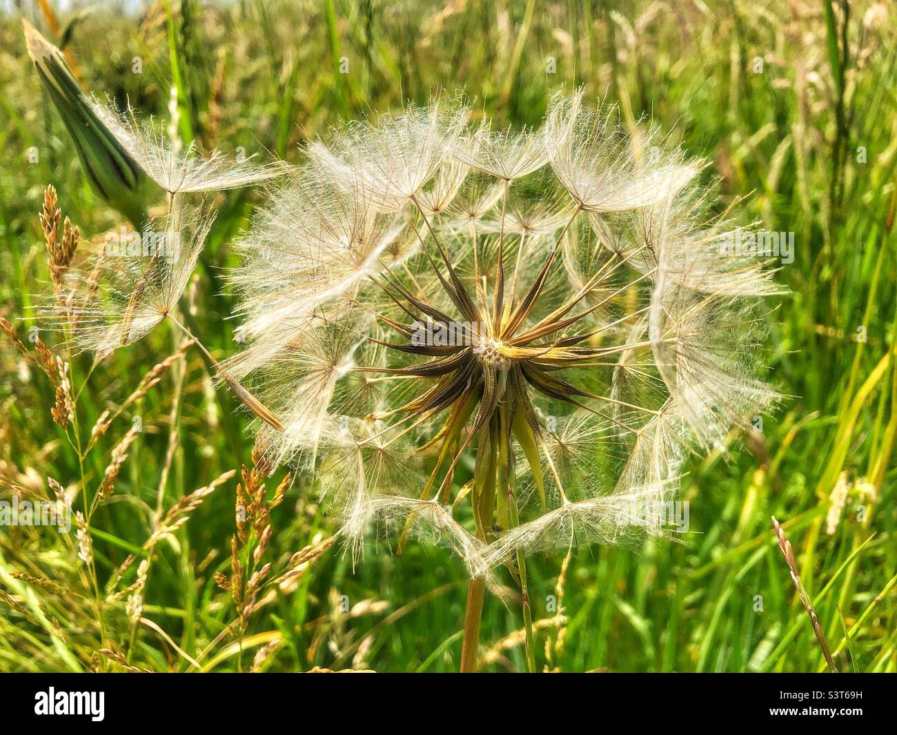 Jack-go-to-bed-at-noon seed head, (Tragopogon pratensi) - Smartphone Captured Stock Image
