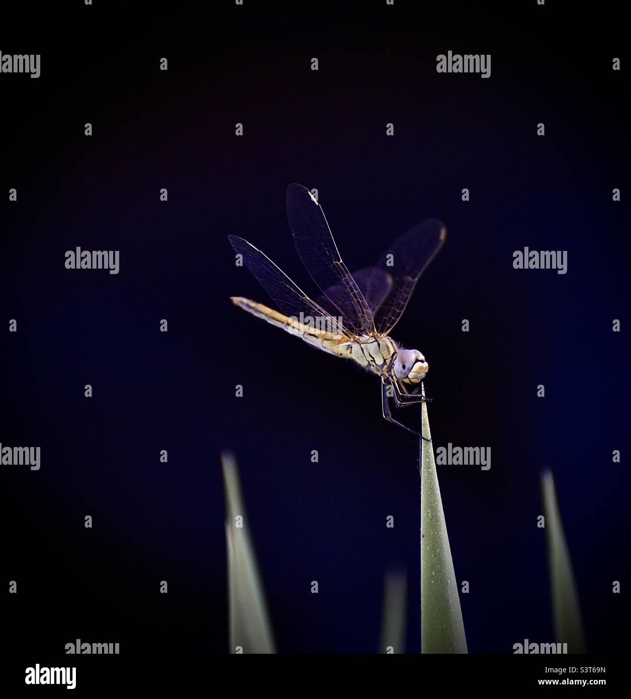 A macro photo of a dragonfly Stock Photo - Alamy