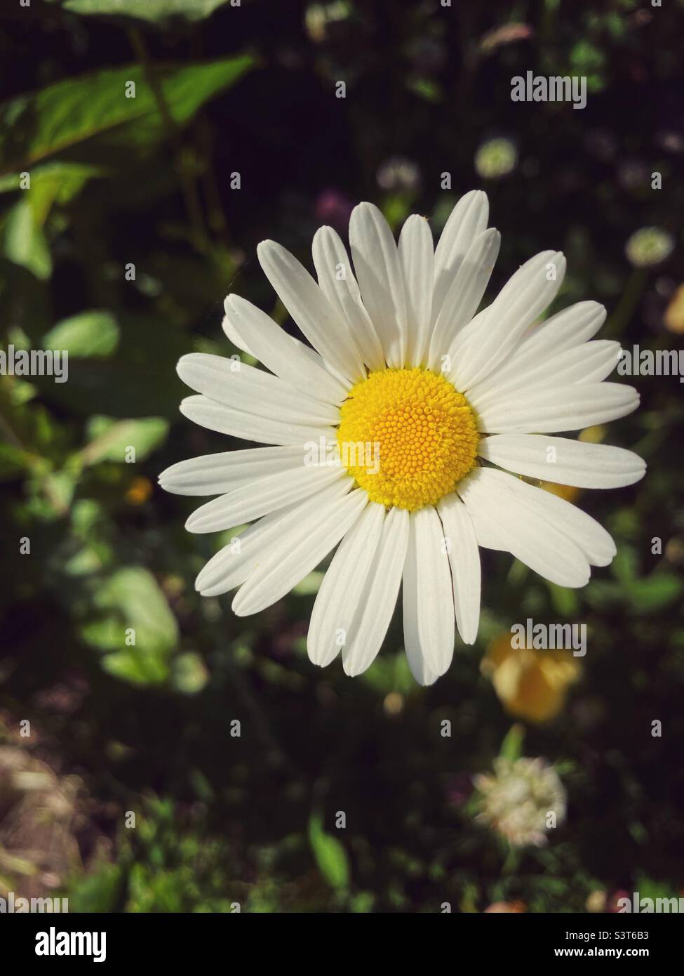 A close up photograph of an Ox-Eye daisy in a garden with out of focus background - Smartphone Captured Stock Image