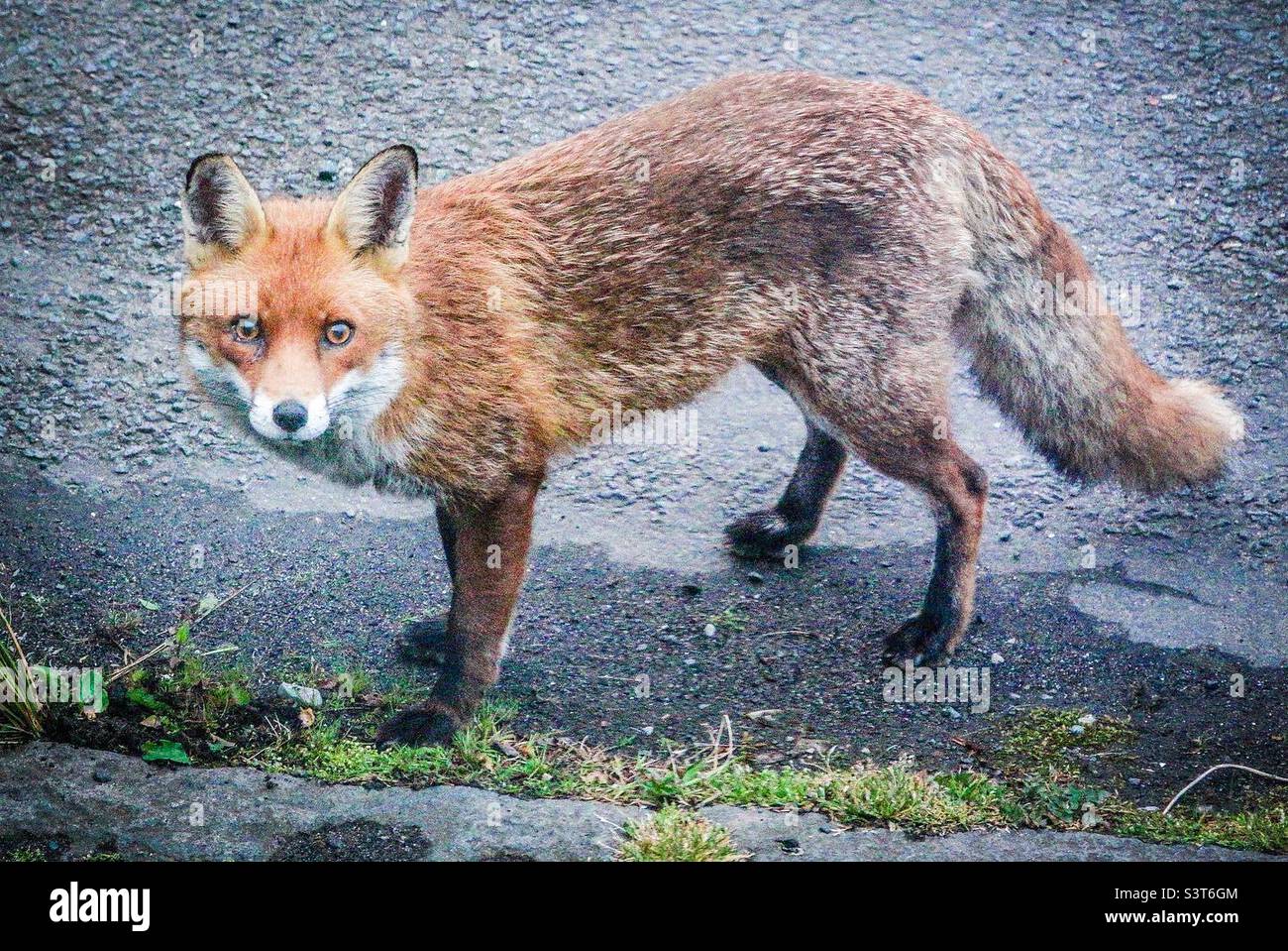 An urban red fox staring straight to camera - Smartphone Captured Stock Image
